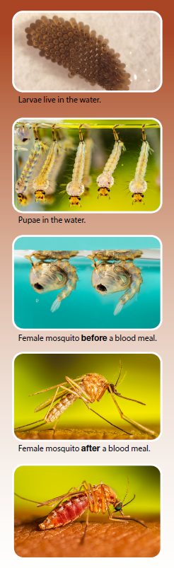 mosquito stages.png